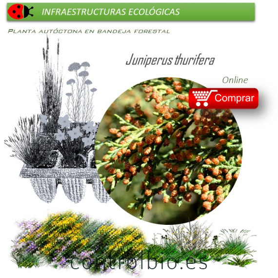 Venta de JUNIPERUS THURIFERA (Sabina albar) BF 60/200