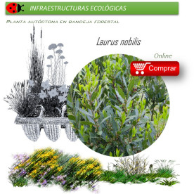 Venta de LAURUS NOBILIS (Laurel) BF 45/220