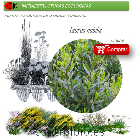 Venta de LAURUS NOBILIS (Laurel) BF 45/220