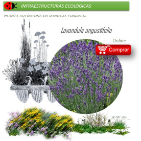 Venta de LAVANDULA ANGUSTIFOLIA (Espliego) BF 45/220