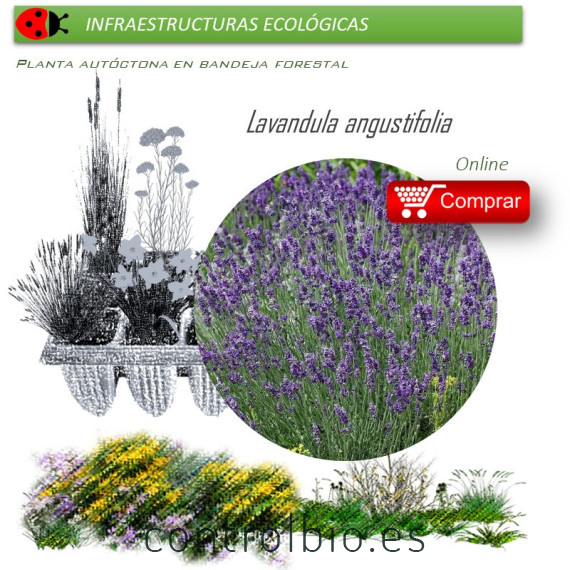 Venta de LAVANDULA ANGUSTIFOLIA (Espliego) BF 45/220