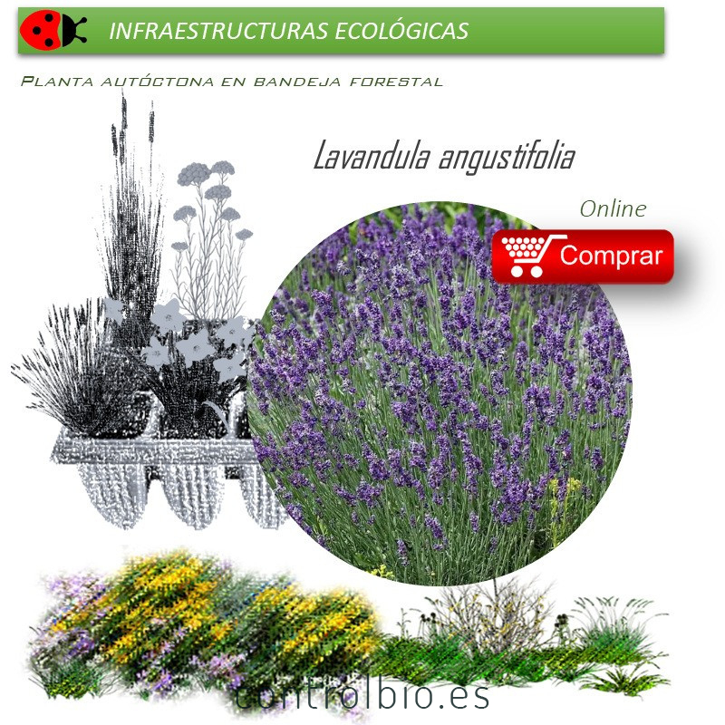 300 Semillas de Lavanda Espliego (Lavandula angustifolia): : Jardín