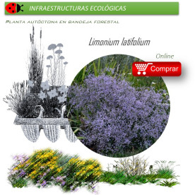 Venta de LIMONIUM LATIFOLIUM (Flor de papel) BF 40/260