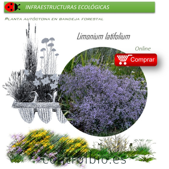 Venta de LIMONIUM LATIFOLIUM (Flor de papel) BF 40/260