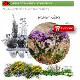 Venta de LIMONIUM VULGARE (Lavanda de mar) BF 40/260