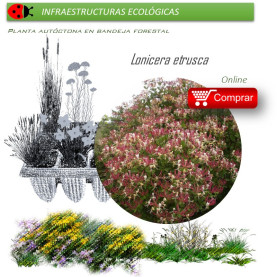 planta Venta de LONICERA ETRUSCA (Madreselva etrusca) BF 40/260en bandeja forestal