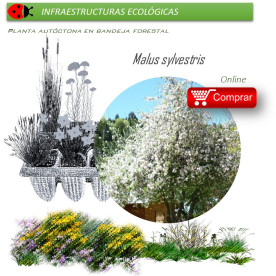 Venta de MALUS SILVESTRIS (manzano silvestre) BF28/400