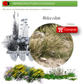 Venta de MELICA CILIATA (Espiguilla de seda) BF 40/260