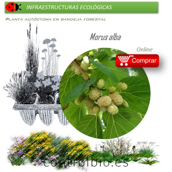 Venta de MORUS ALBA (Morera blanca) BF 54/200