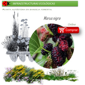 Venta de MORUS NIGRA (Morera negra) BF 54/200