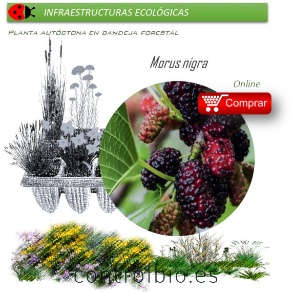 Venta de MORUS NIGRA (Morera negra) BF 54/200
