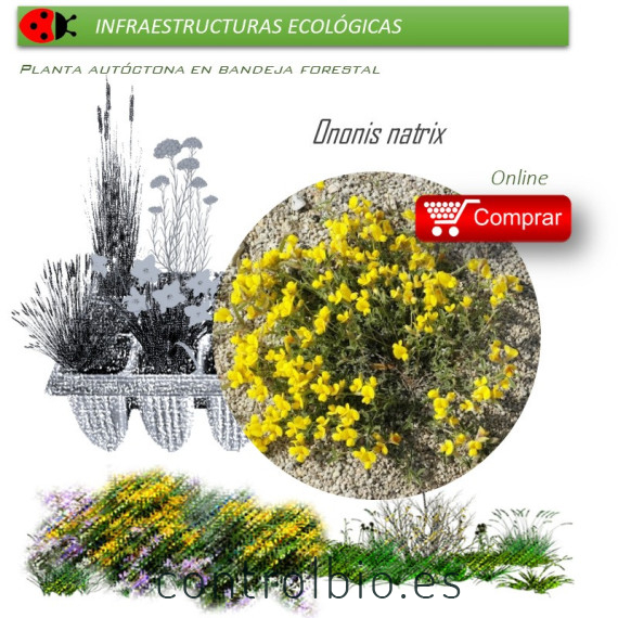 Venta de ONONIS NATRIX (Pegamoscas) BF 40/260