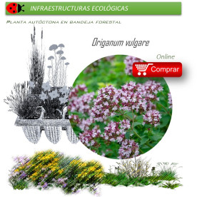 Venta de ORIGANUM VULGARE (Orégano) BF 40/260
