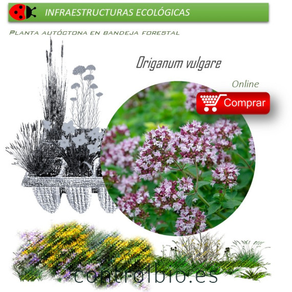 Venta de ORIGANUM VULGARE (Orégano) BF 40/260