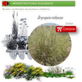 Venta de ORYZOPSIS MILIACEA (Triguera) BF 40/260