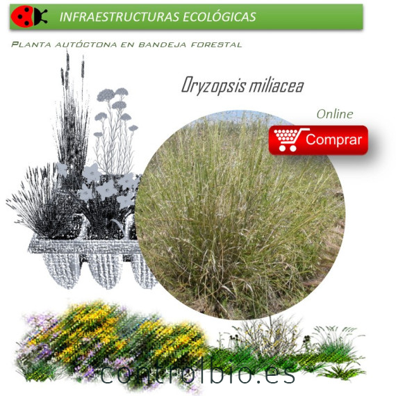 Venta de ORYZOPSIS MILIACEA (Triguera) BF 40/260
