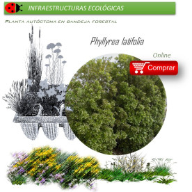 Venta de PHILLYREA LATIFOLIA (Labiérnago prieto) BF 40/260