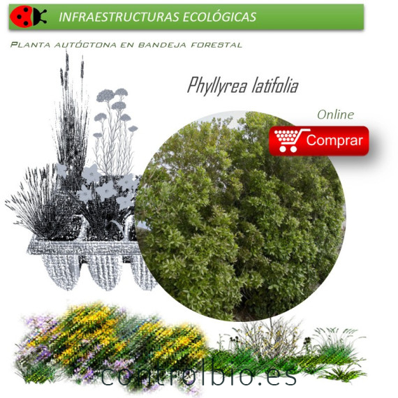 Venta de PHILLYREA LATIFOLIA (Labiérnago prieto) BF 40/260