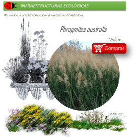 Venta de PHRAGMITES AURSTRALIS (Carrizo) BF 40/260