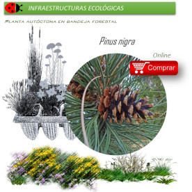 Venta de PINUS NIGRA (Pino salgareño) BF 45/220