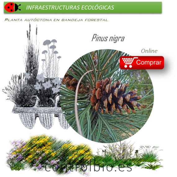 Venta de PINUS NIGRA (Pino salgareño) BF 45/220
