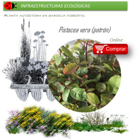 PISTACEA VERA (pistacho portainjertos) BF 45/220