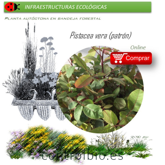 PISTACEA VERA (pistacho portainjertos) BF 45/220