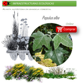 Venta de POPULUS ALBA (Álamo blanco) BF 54/200