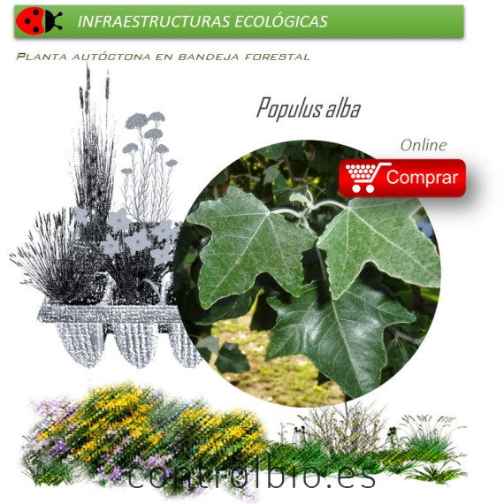 Venta de POPULUS ALBA (Álamo blanco) BF 54/200