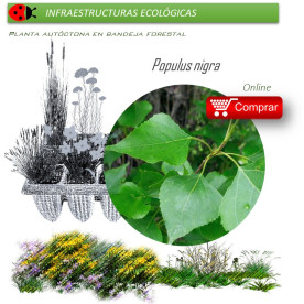 Venta de POPULUS NIGRA (Álamo negro) BF 54/200