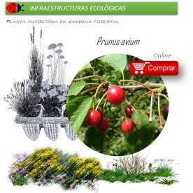 Venta de PRUNUS AVIUM (Cerezo silvestre) BF 28/400