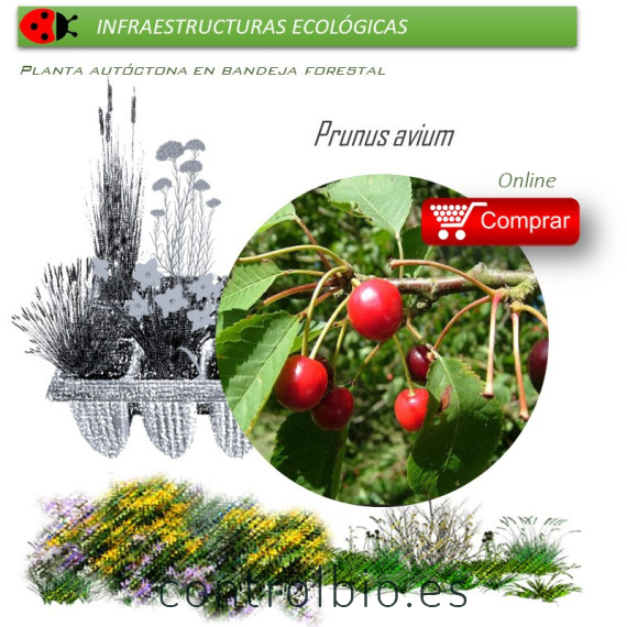 Venta de PRUNUS AVIUM (Cerezo silvestre) BF 28/400