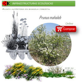 Venta de PRUNUS MAHALEB (Cerezo de Santa Lucía) BF 28/400