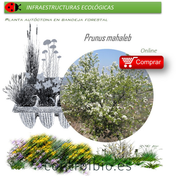 Venta de PRUNUS MAHALEB (Cerezo de Santa Lucía) BF 28/400