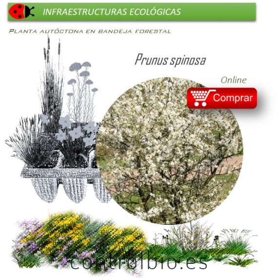 Venta de PRUNUS SPINOSA (Endrino) BF 40/260