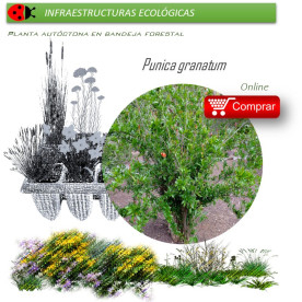 Venta de PUNICA GRANATUM (Granado) BF 40/260