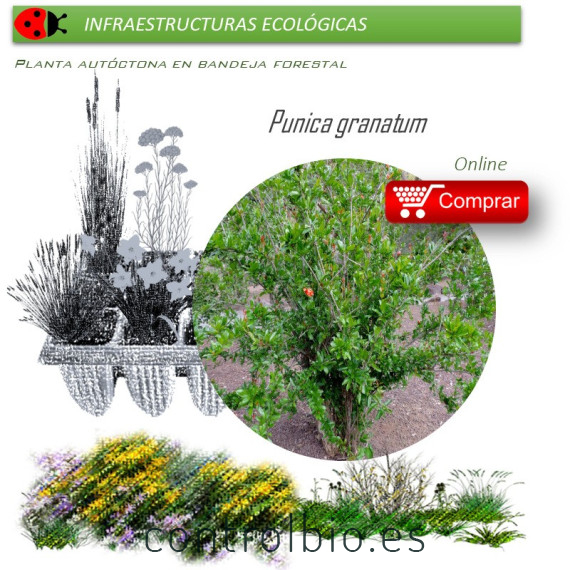 Venta de PUNICA GRANATUM (Granado) BF 40/260