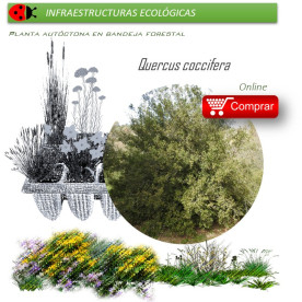 Venta de QUERCUS COCCIFERA (Coscoja) BF 40/260