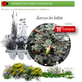 Venta de QUERCUS ILEX BALLOTA (Encina) BF45/220