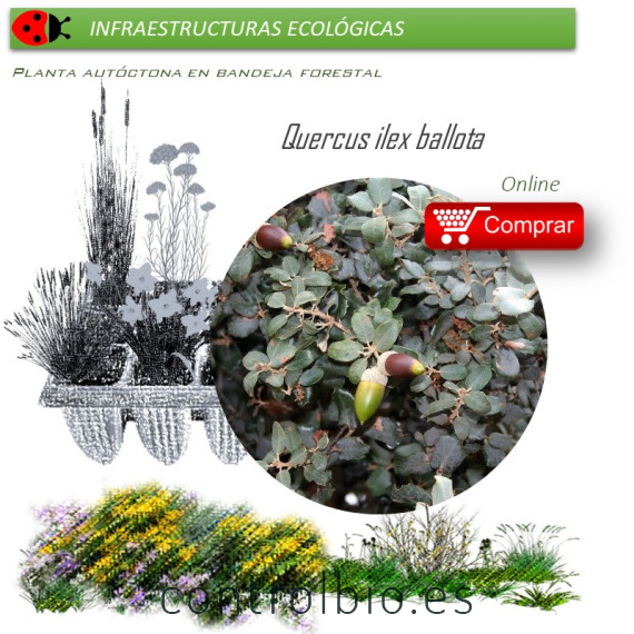 Venta de QUERCUS ILEX BALLOTA (Encina) BF45/220