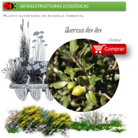 Venta de QUERCUS ILEX ILEX (Encina) BF 45/220