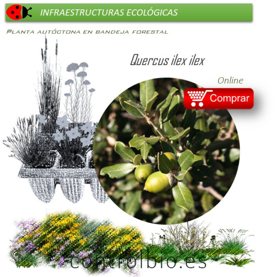 Venta de QUERCUS ILEX ILEX (Encina) BF 45/220