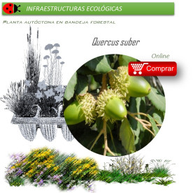 Venta de QUERCUS SUBER (Alcornoque) BF 45/220
