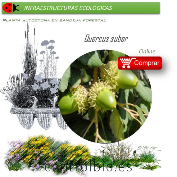 Venta de QUERCUS SUBER (Alcornoque) BF 45/220