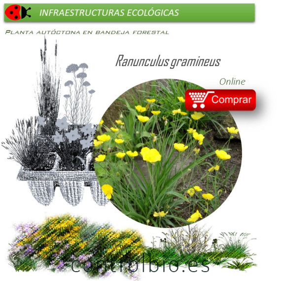Venta de RANUNCULUS GRAMINEUS (Botón de oro) BF 40/260