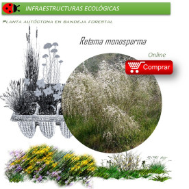 Venta de RETAMA MONOSPERMA (Retama blanca) BF 54/200