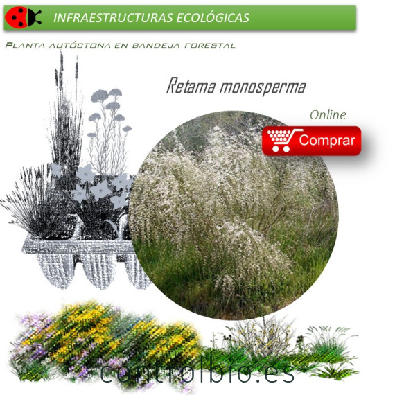 Venta de RETAMA MONOSPERMA (Retama blanca) BF 54/200