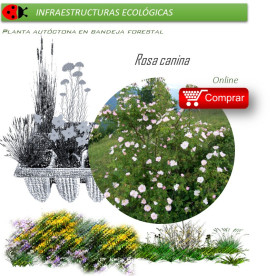 Venta de ROSA CANINA (Rosal silvestre) BF 60/200