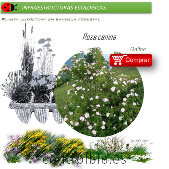 Venta de ROSA CANINA (Rosal silvestre) BF 60/200