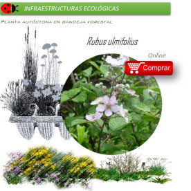 Venta de RUBUS ULMIFOLIUS (Zarzamora) BF 45/220